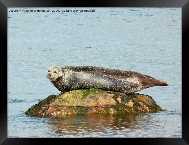 Common Seal basking Framed Print by Jennifer Henderson