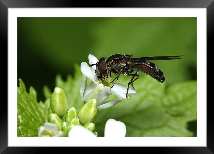 a drink of nectar Framed Mounted Print by mark pettican