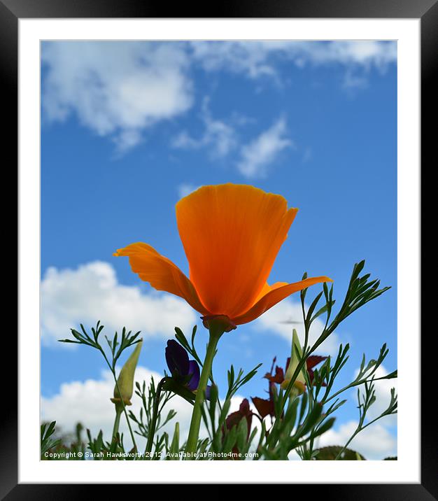 Californian Poppy Framed Mounted Print by Sarah Hawksworth