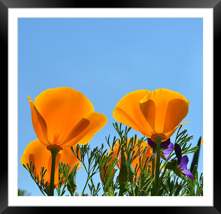 Californian Poppies Framed Mounted Print by Sarah Hawksworth