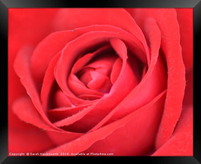 Red Rose Framed Print by Sarah Hawksworth