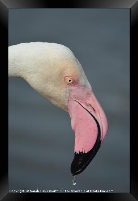Pink Flamingo Framed Print by Sarah Hawksworth