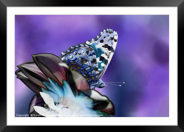 Butterfly on flower Framed Mounted Print by Sarah Hawksworth