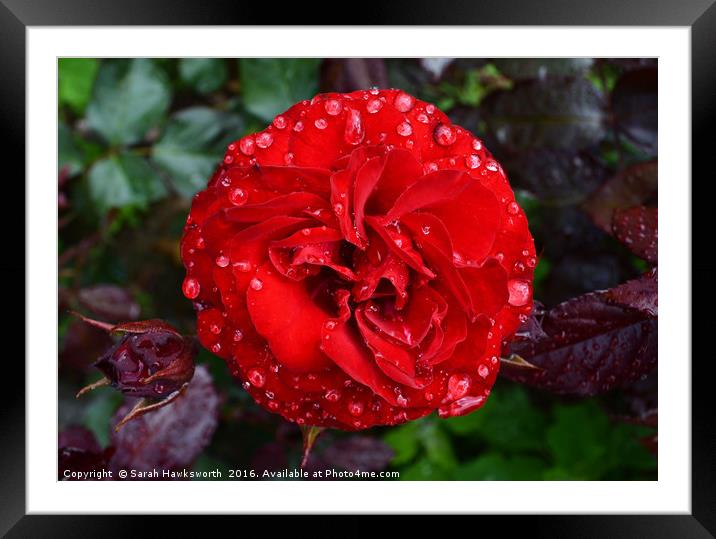 Red Rose wet from April Shower Framed Mounted Print by Sarah Hawksworth