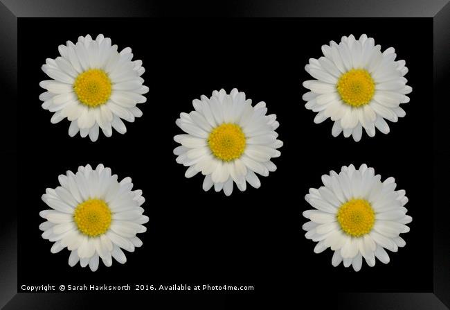Five Daisies Framed Print by Sarah Hawksworth