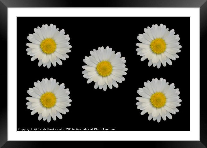 Five Daisies Framed Mounted Print by Sarah Hawksworth