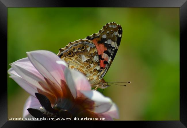 Butterfly on flower Framed Print by Sarah Hawksworth