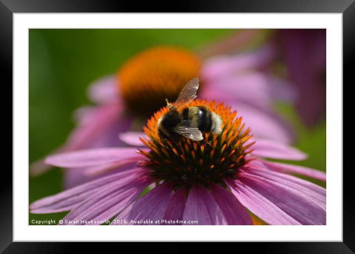 Bee on PInk Flower Framed Mounted Print by Sarah Hawksworth
