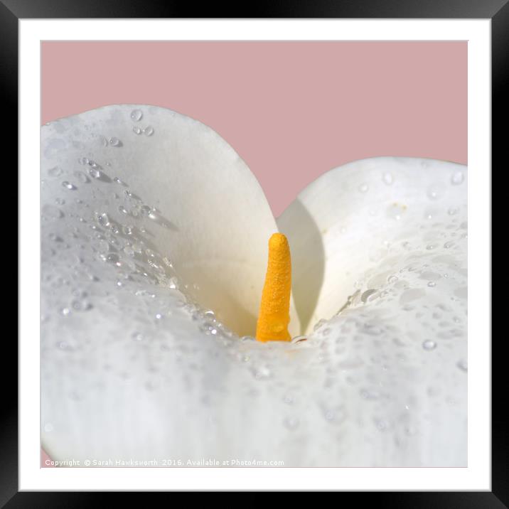 White Lilly Framed Mounted Print by Sarah Hawksworth