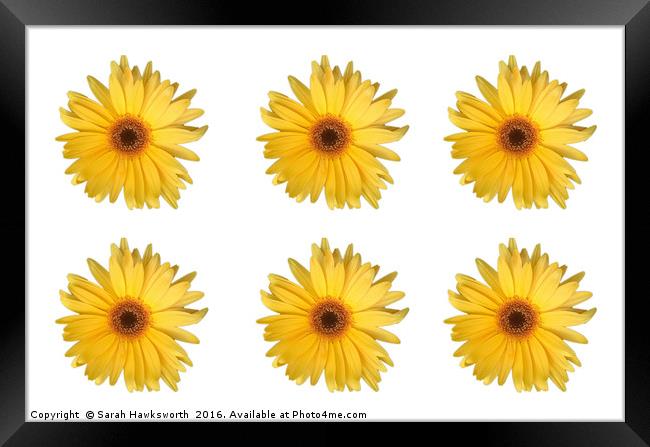 6 Yellow Daisies / flowers Framed Print by Sarah Hawksworth