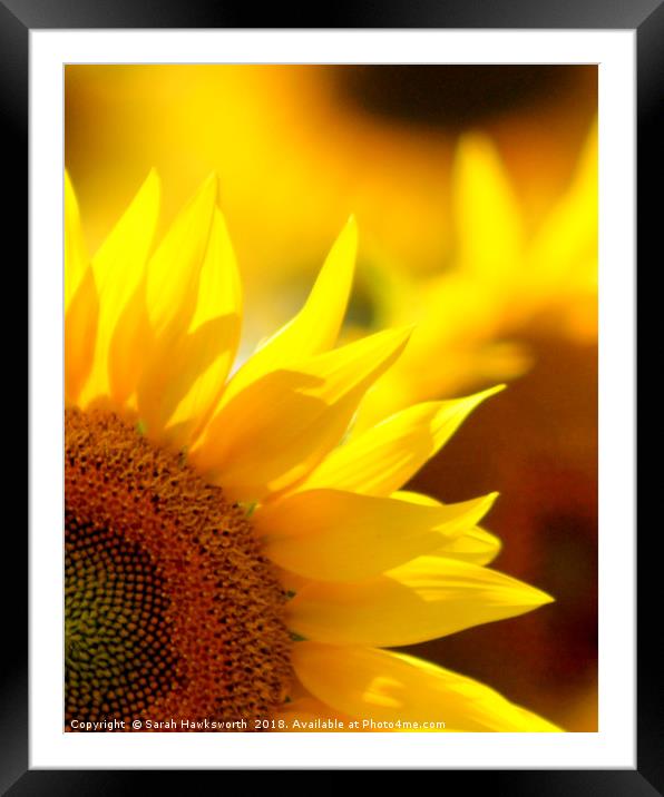Sun Flower Framed Mounted Print by Sarah Hawksworth