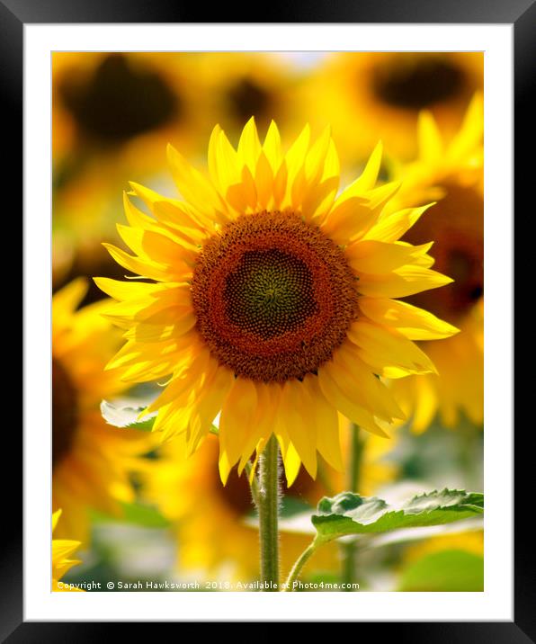 Sunflower Framed Mounted Print by Sarah Hawksworth