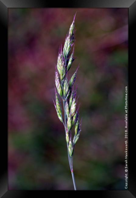 Grass Seeds Framed Print by Sarah Hawksworth