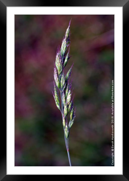 Grass Seeds Framed Mounted Print by Sarah Hawksworth