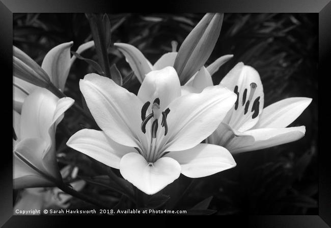 Black and White Lilly Framed Print by Sarah Hawksworth