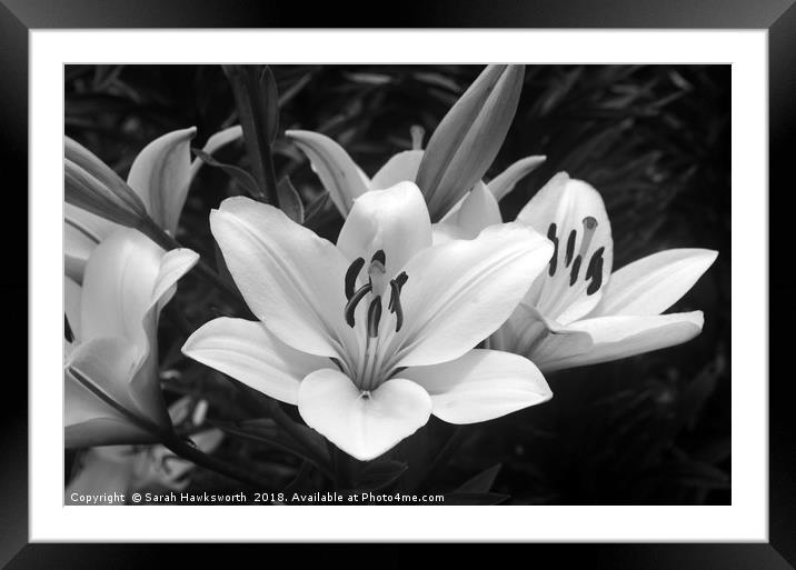 Black and White Lilly Framed Mounted Print by Sarah Hawksworth