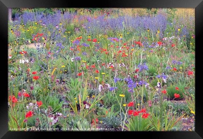 Wild Flowers Framed Print by Sarah Hawksworth