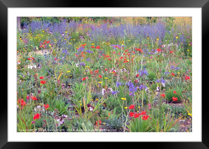 Wild Flowers Framed Mounted Print by Sarah Hawksworth