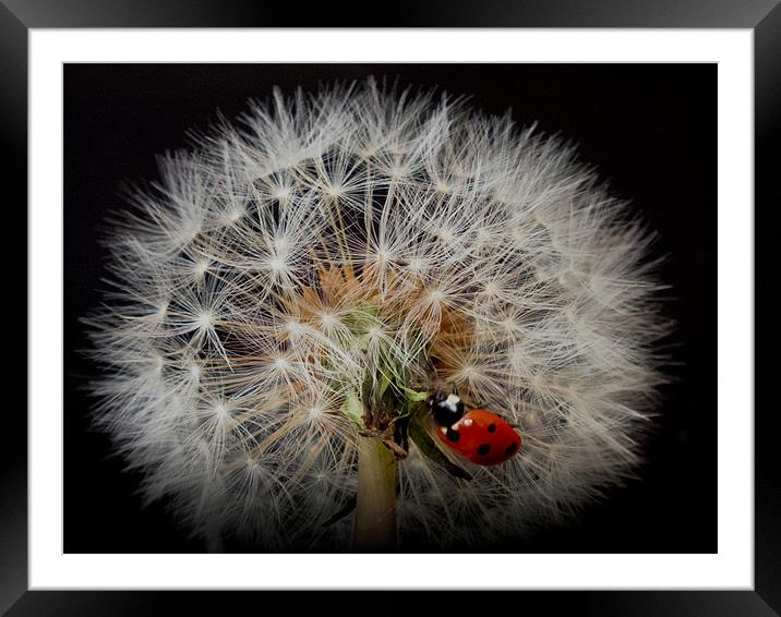 fairy ladybird Framed Mounted Print by clayton jordan