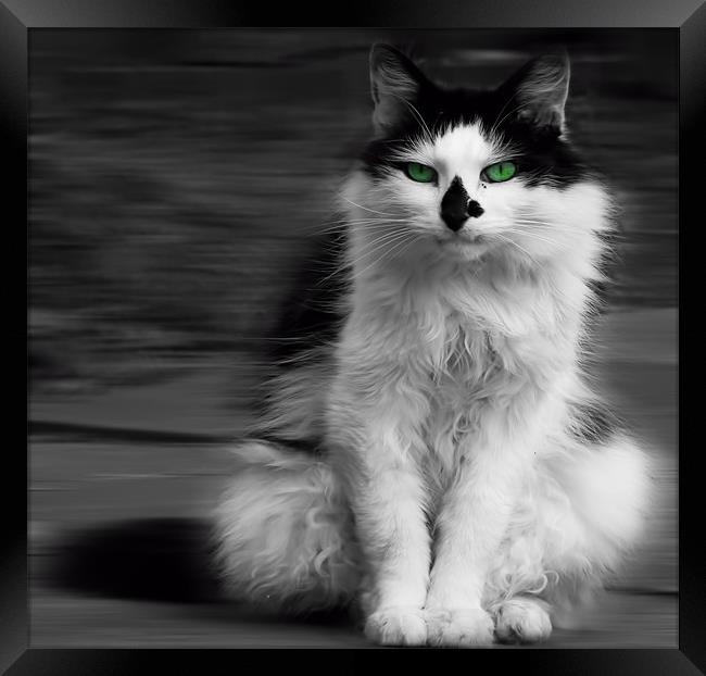 green eyed cat Framed Print by clayton jordan