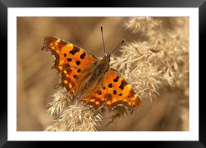 The Comma Framed Mounted Print by Olgast 