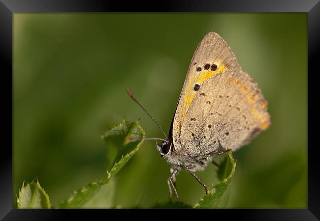 The Small Copper Framed Print by Olgast 