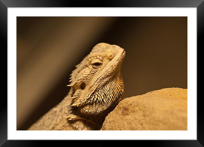 The Central Bearded Dragon Framed Mounted Print by Olgast 