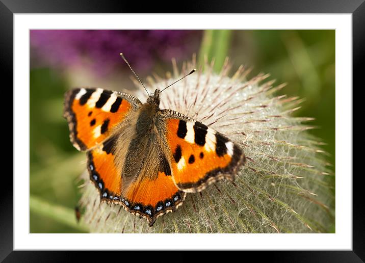 The Small Tortoiseshell Framed Mounted Print by Olgast 