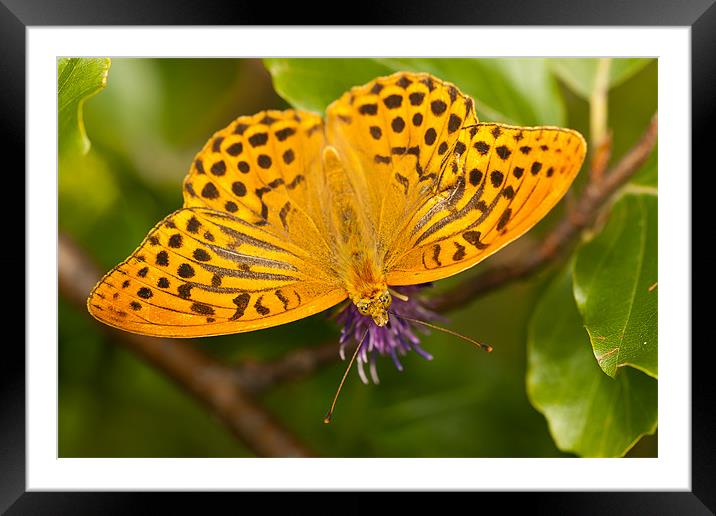 The Silver-washed Fritillary Framed Mounted Print by Olgast 