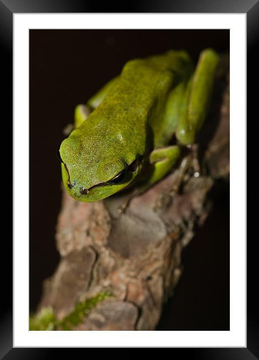 Tree Frog Framed Mounted Print by Olgast 