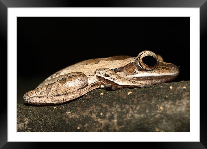 The Common Tree Frog Framed Mounted Print by Olgast 