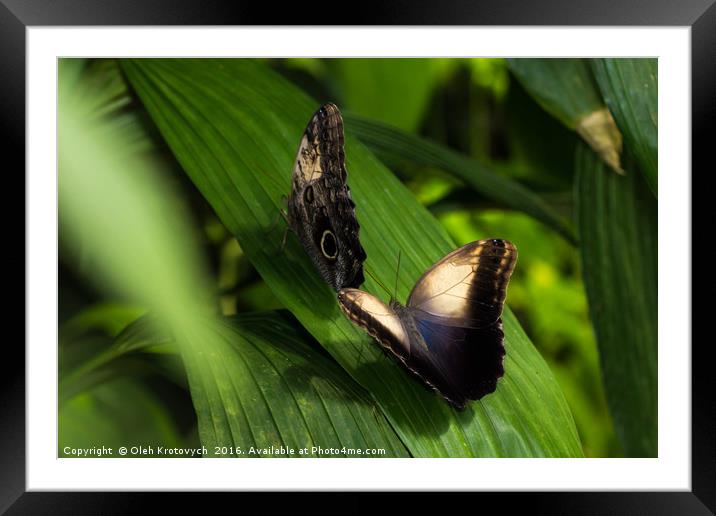 Caligo memnon, The Giant Owl butterfly Framed Mounted Print by Olgast 