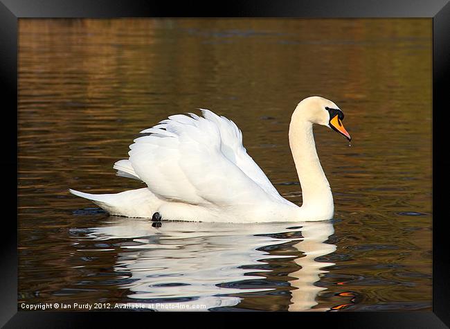 Swan cruising on lake Framed Print by Ian Purdy