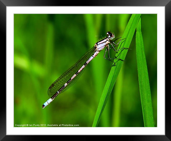 Young Damselfly Framed Mounted Print by Ian Purdy