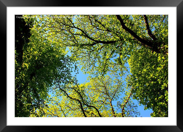 Tree canopy in spring Framed Mounted Print by Ian Purdy
