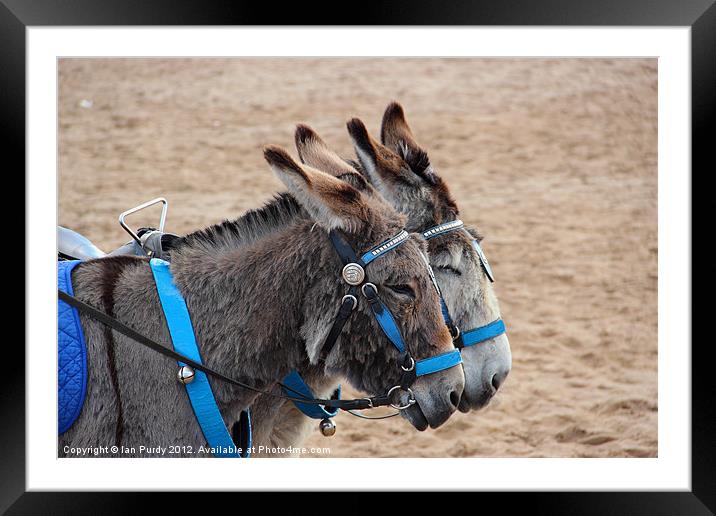 Beach Donkeys Framed Mounted Print by Ian Purdy
