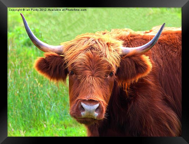 Highland cow Framed Print by Ian Purdy