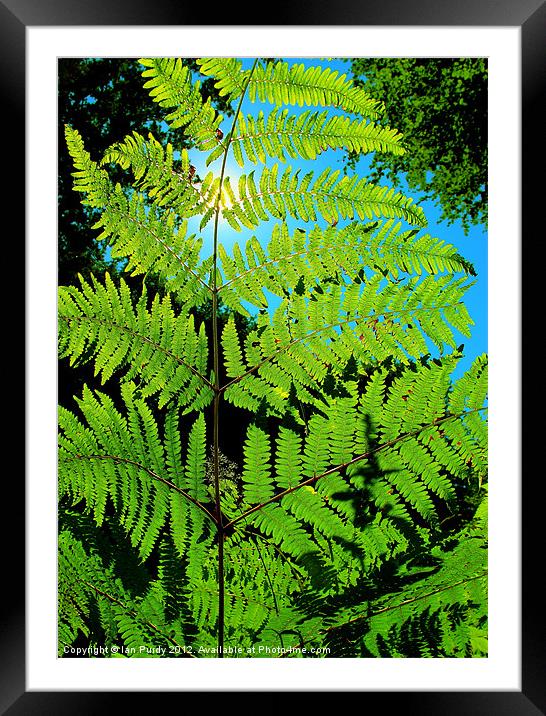 Fern Leaf Framed Mounted Print by Ian Purdy