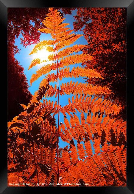 Orange Fern Framed Print by Ian Purdy