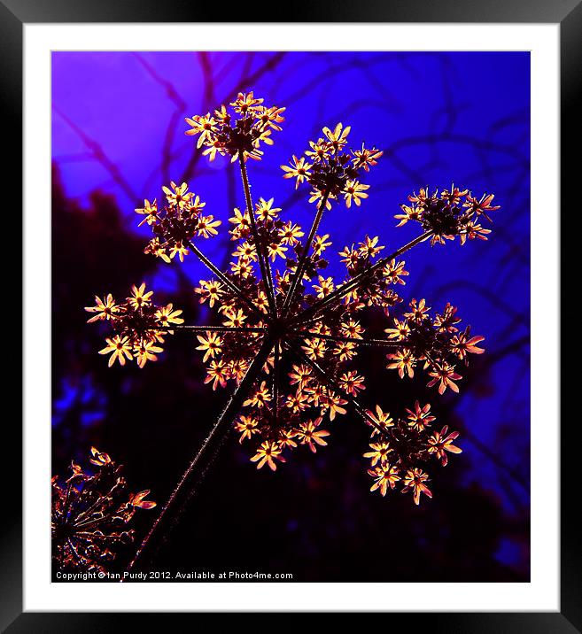 Cow Parsley Framed Mounted Print by Ian Purdy
