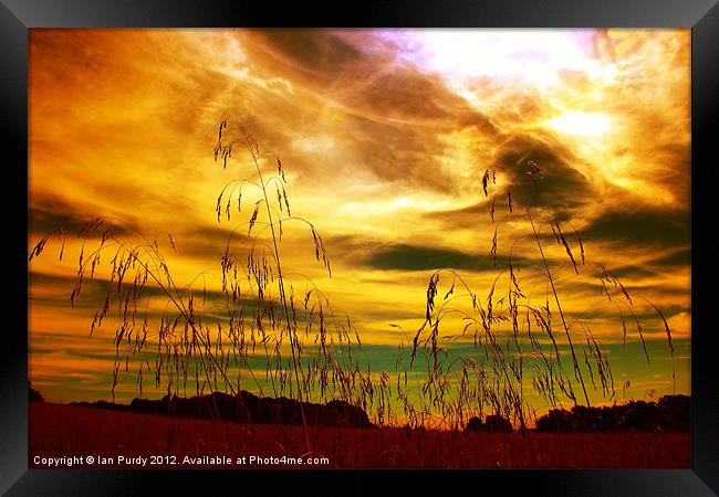 Summer grasses Framed Print by Ian Purdy