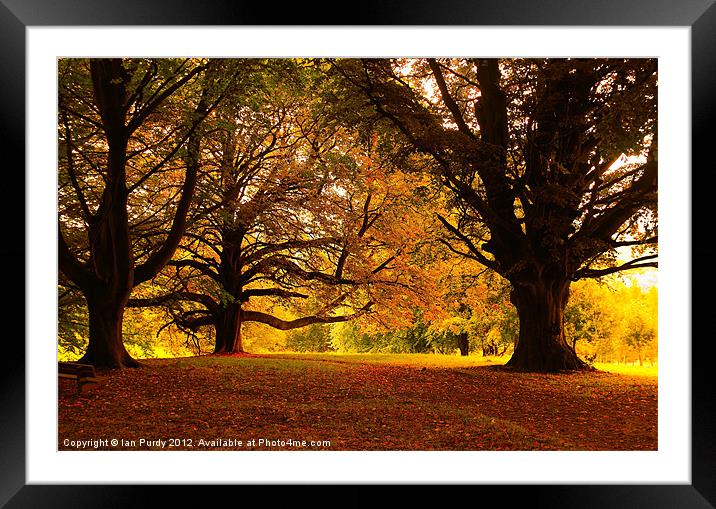 End of Summer Framed Mounted Print by Ian Purdy