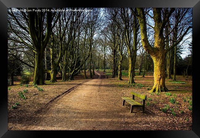 Woods in winter Framed Print by Ian Purdy