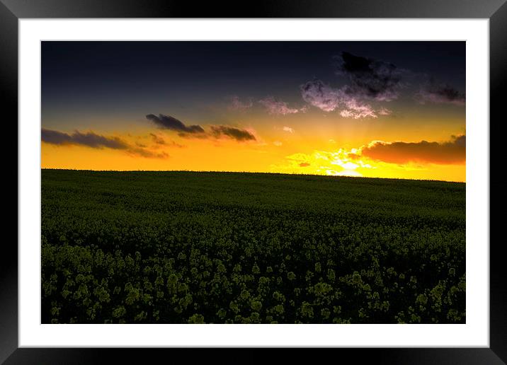 Rape flower field Framed Mounted Print by Ian Purdy