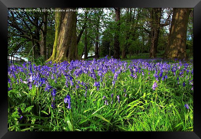 Bluebell wood Framed Print by Ian Purdy