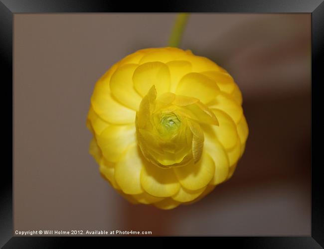 Lone Flower Framed Print by Will Holme