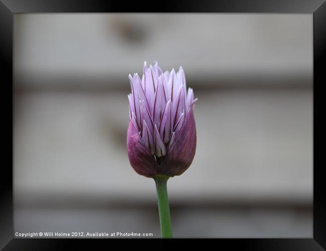 Chive Flower Framed Print by Will Holme