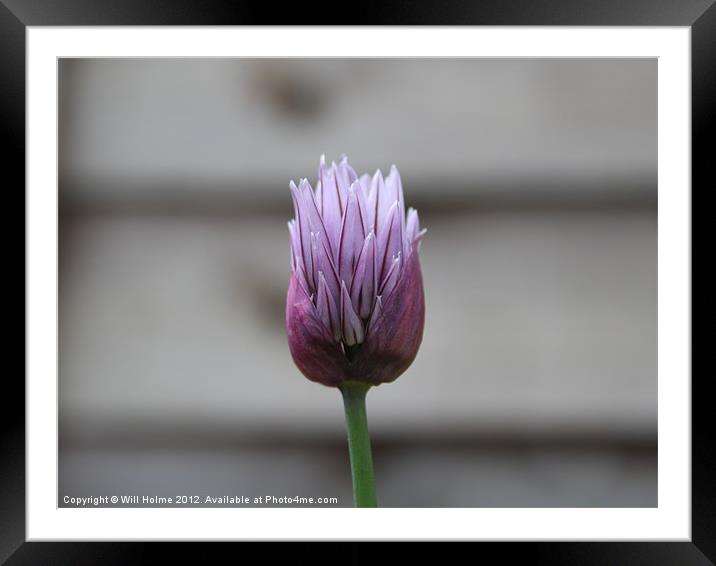 Chive Flower Framed Mounted Print by Will Holme