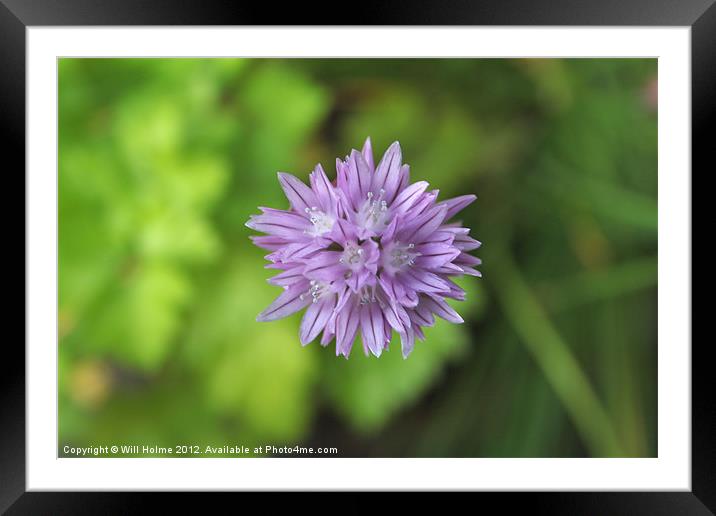 Chive Flower From Above Framed Mounted Print by Will Holme