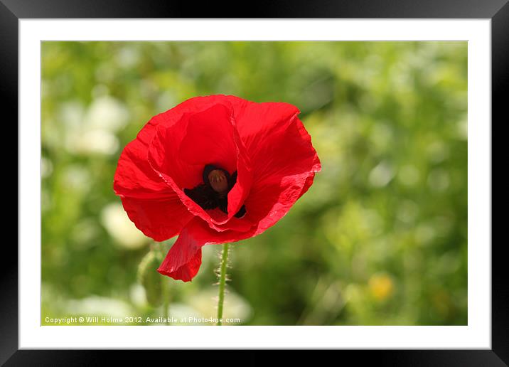 Poppy Framed Mounted Print by Will Holme